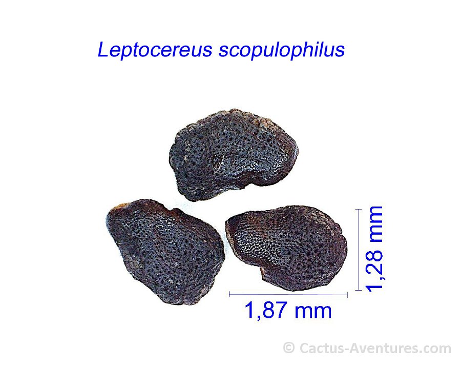 Leptocereus scopulophilus JMA